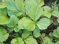 Benoite commune, Geum urbanum (prise a Lens)(2)